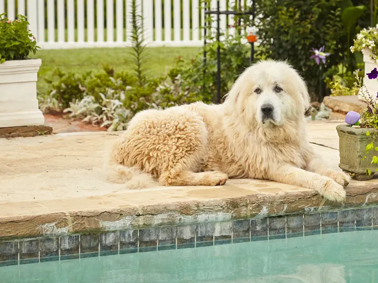 Dog Boarding WordPress Website Design Serenity Dog Retreat Newnan Georgia