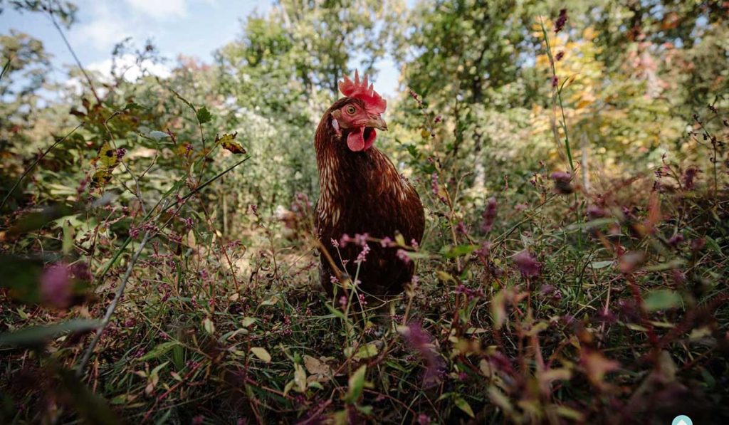 Vital Farms Chicken in Field